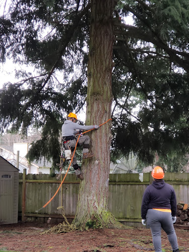 JT Tree Service - Tree Removal | Tree Cutting | Tree Trimming | Tree Service | Tacoma WA