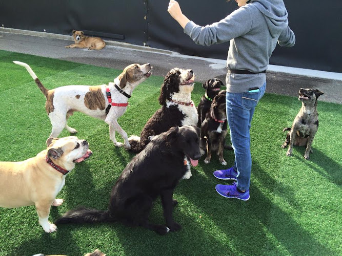Biscuits Doggie Daycare